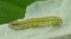 Orthosia incerta